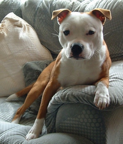 doggg.jpg