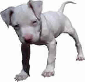 doggy.jpg